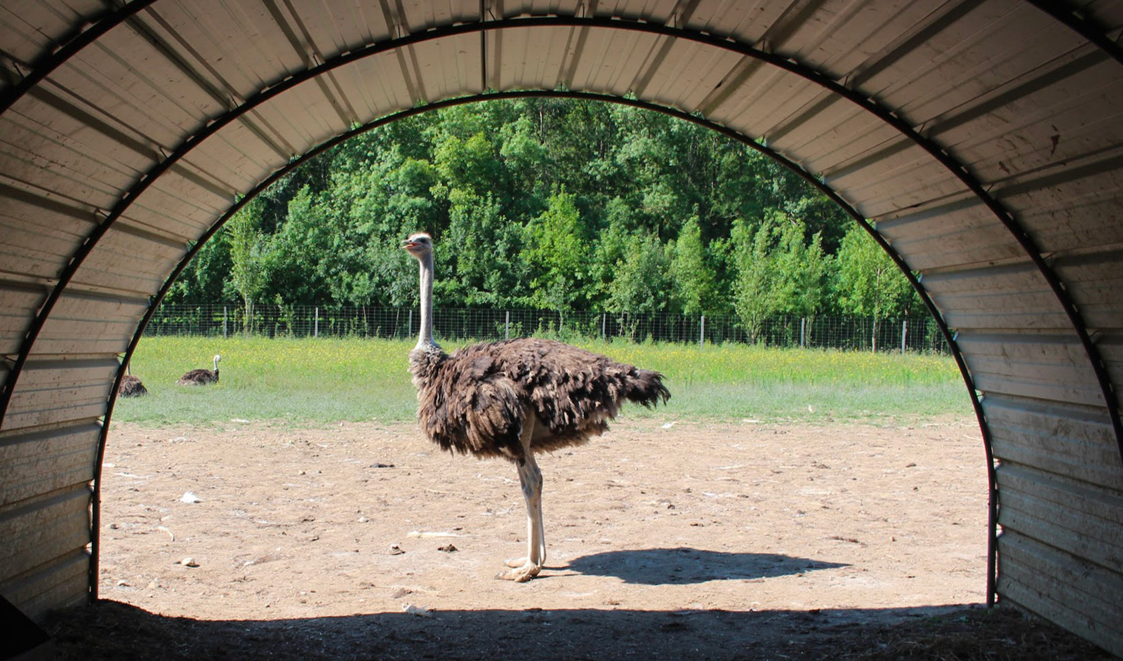 Autruche (Ostrich) Archives - Vendome Monte Carlo