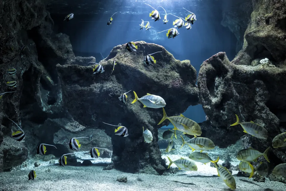 Un voyage unique pour Rêver et Comprendre la Mer