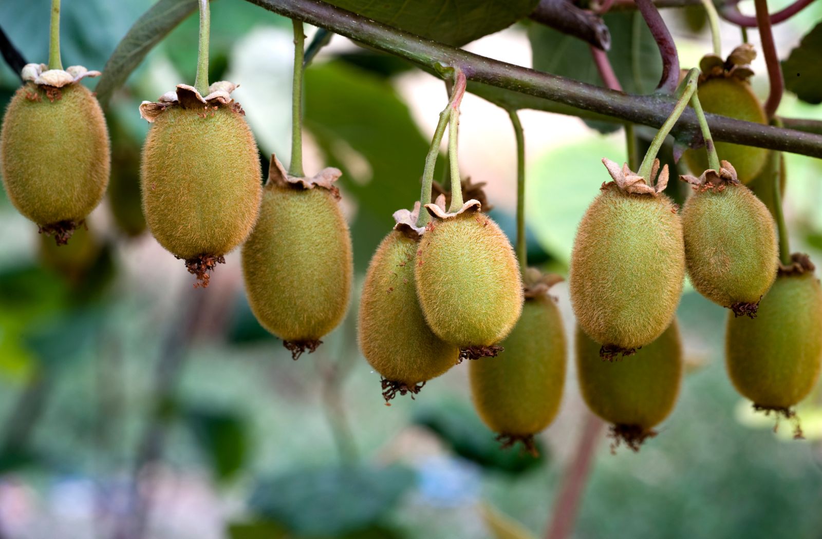 Un hiver vitaminé avec les kiwis bio de Charente-Maritime