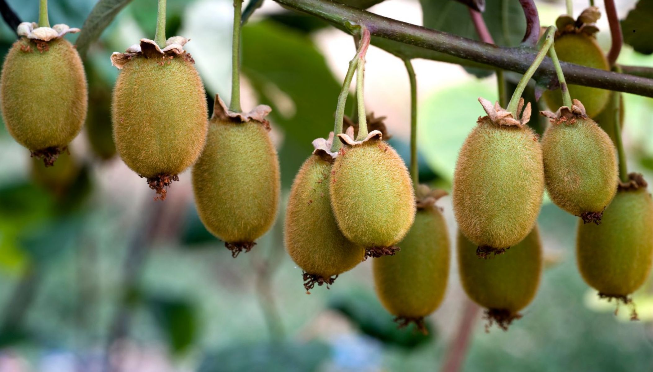 Un hiver vitaminé avec les kiwis bio de Charente-Maritime