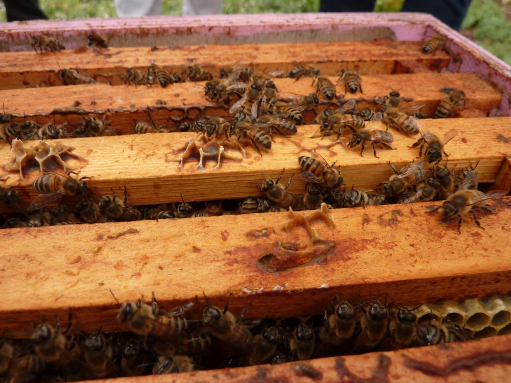 Visite et démo de la ruche abeille – Bee Local 416