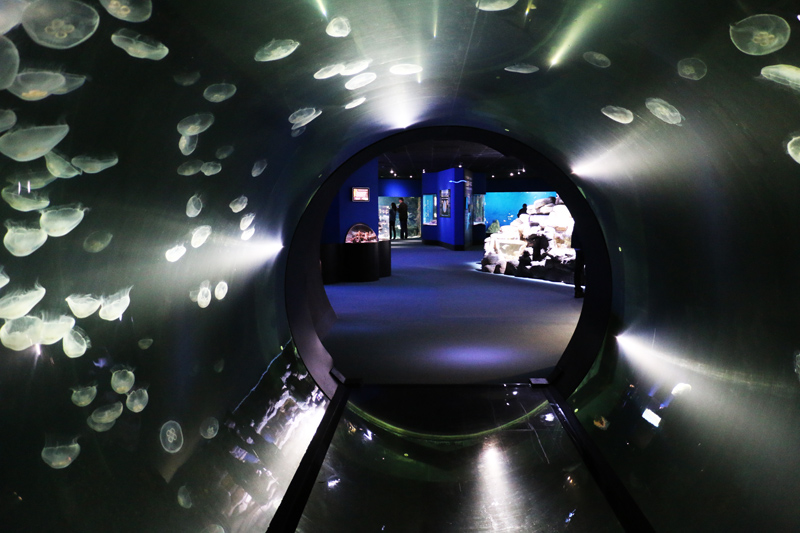 Pour éclairer les abysses, Aquarium La Rochelle ouvre une Galerie des  Lumières